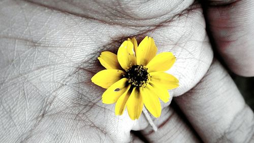 Close-up of hand holding yellow flower