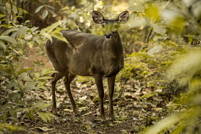 Deer standing in a forest