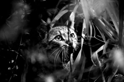 Close-up portrait of cat