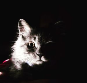 Close-up portrait of a cat over black background