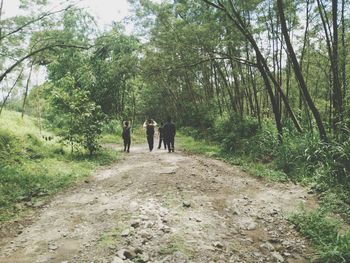 Trees in forest