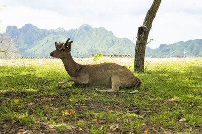 Lion in a field