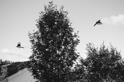 Low angle view of bird flying in the sky