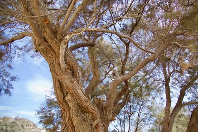 Low angle view of bare trees in forest