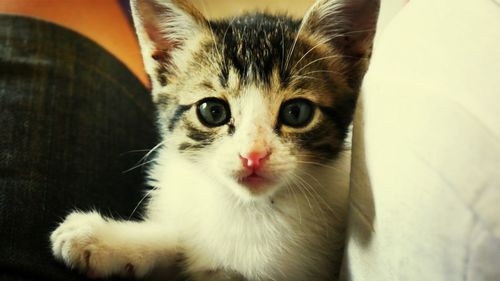 Close-up portrait of cat