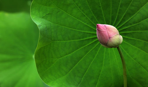 Close-up of pink lotus water lily