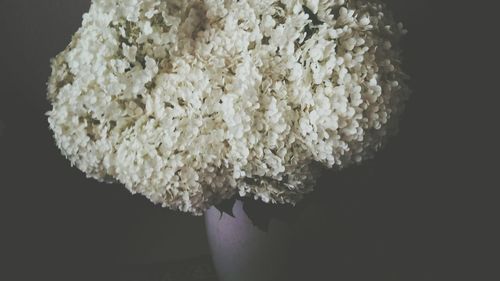 Close-up of flower over black background