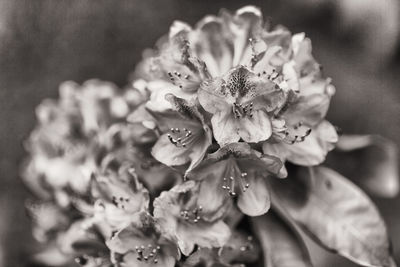 Close-up of flowers