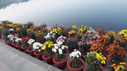 Potted plants in pot
