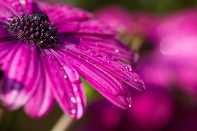 Close-up of raindrops on pink flower
