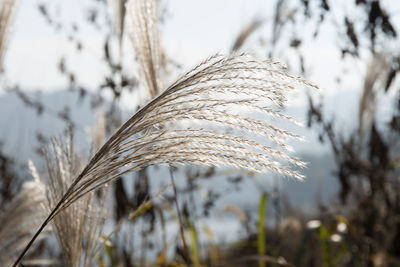 Close-up of crops against sky