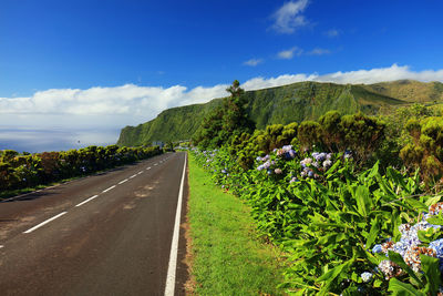 Road amidst plants against sky