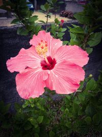 Close-up of pink flower
