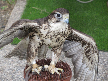 Kestrel falco tinnunculus sitting on the perch and opening the wings out