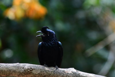 Close-up of bird perching on wood
