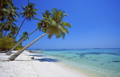 Scenic view of palm trees on beach against clear blue sky