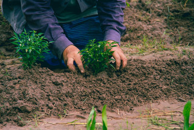Midsection of woman planting plants in soil