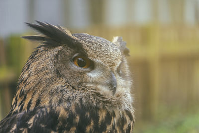 Close-up of a bird looking away