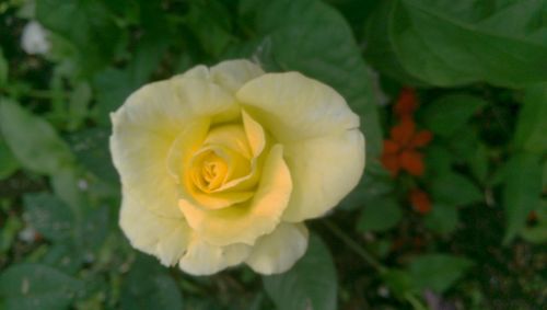 Close-up of white rose blooming outdoors