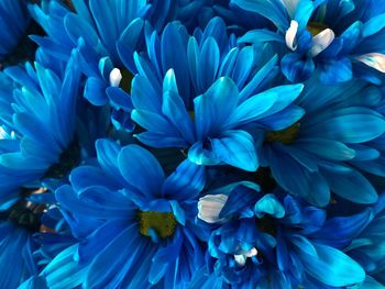 Close-up of blue flowering plant