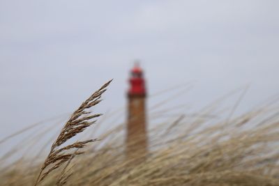 Close-up of plant on land against sky