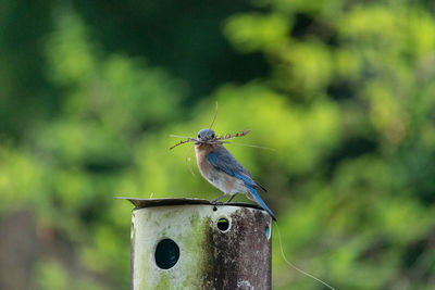 Nesting eastern bluebird sialia sialis with twigs in its beak on a birdhouse in naples, florida.