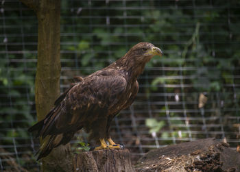 Close-up of bird perching on branch