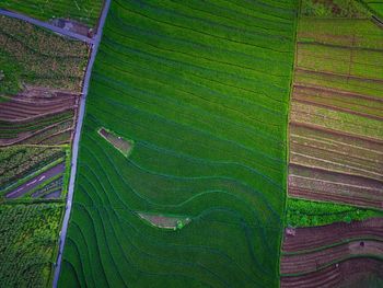 Aerial view of asia in indonesian rice field area with green rice terraces