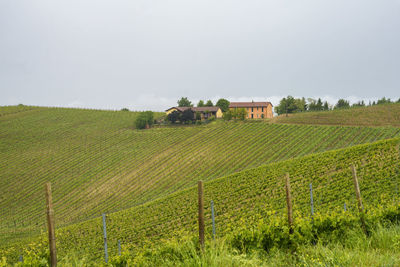 Scenic view of vineyard against sky