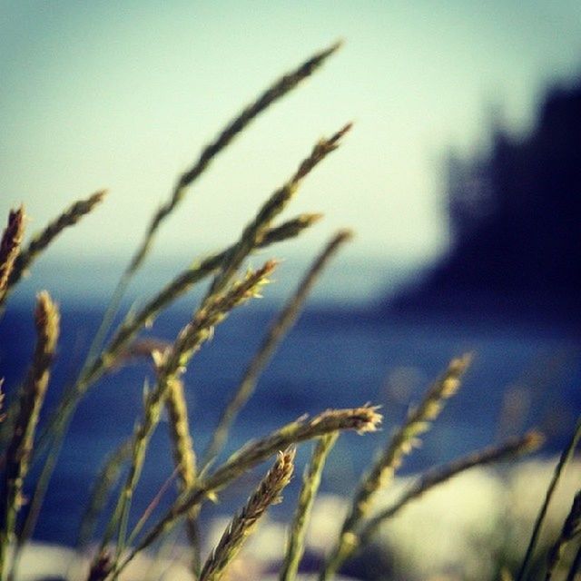 focus on foreground, growth, selective focus, close-up, plant, nature, tranquility, stem, grass, field, beauty in nature, clear sky, twig, sky, growing, outdoors, day, no people, branch, fragility