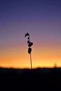 Silhouette plant against clear sky during sunset