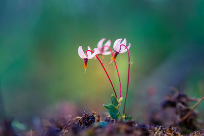 Close-up of pink flowering plant on field