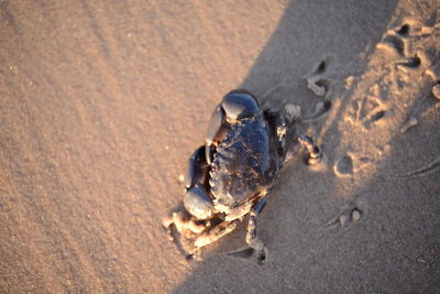 Close-up of crab on sand