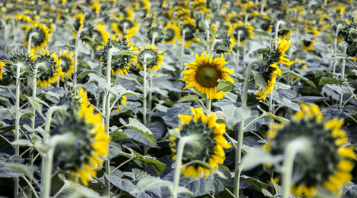 Close-up of yellow flowering plant on field