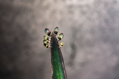Close-up of fresh flower bud