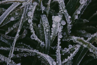 Close-up of frozen plants