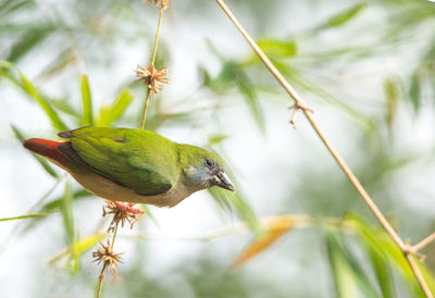 Close-up of hummingbird perching on plant