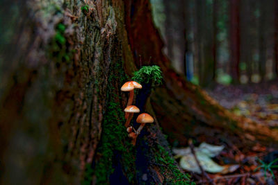 Close-up of mushroom growing on tree trunk