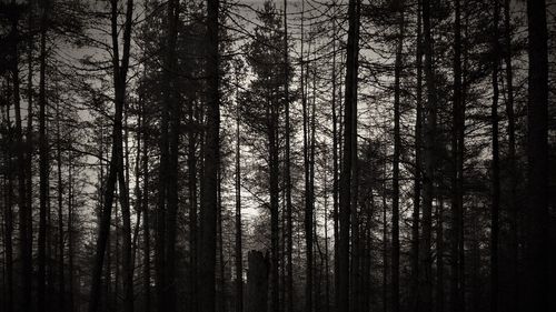 Low angle view of trees in forest