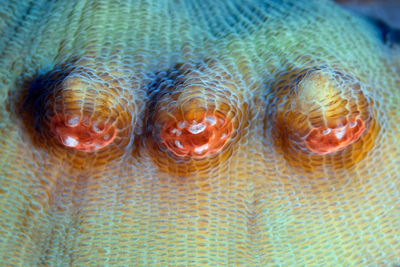 Close-up of fish swimming in sea