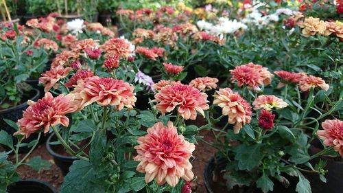 Close-up of flowers blooming in park