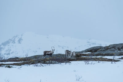 Horse standing on snow field against sky