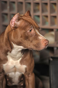 Close-up of dog looking away at home