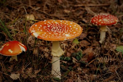 Close-up of fly agaric mushroom on field