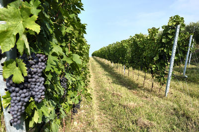 Vineyard against sky