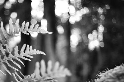 Close-up of illuminated plant