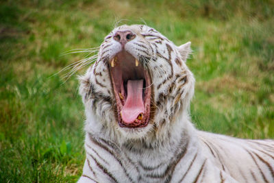 Close-up of a cat