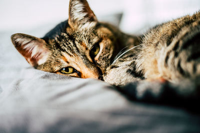 Close-up of cat lying on bed