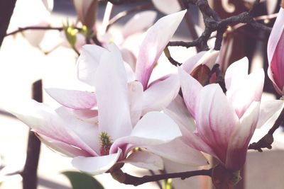 Close-up of pink flowers