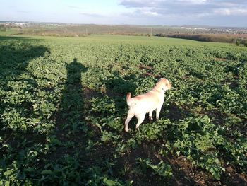 Dog on field against sky